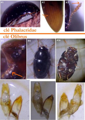 Olibrus flavicornis